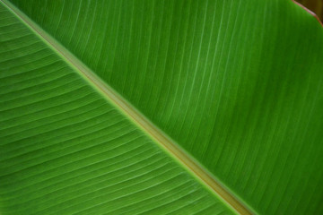 Green leaf, Banana leaf in garden , Banana