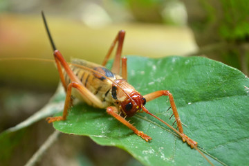 Cricket in the garden On the green leaves, plants