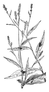 Smartweed and Lady's Thumb vintage illustration.