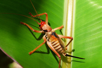 Crickets on green leaves, banana leaves.
