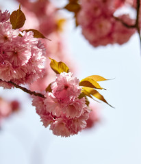 Pink cherry blossom in bloom. Beautiful sakura flowers at springtime
