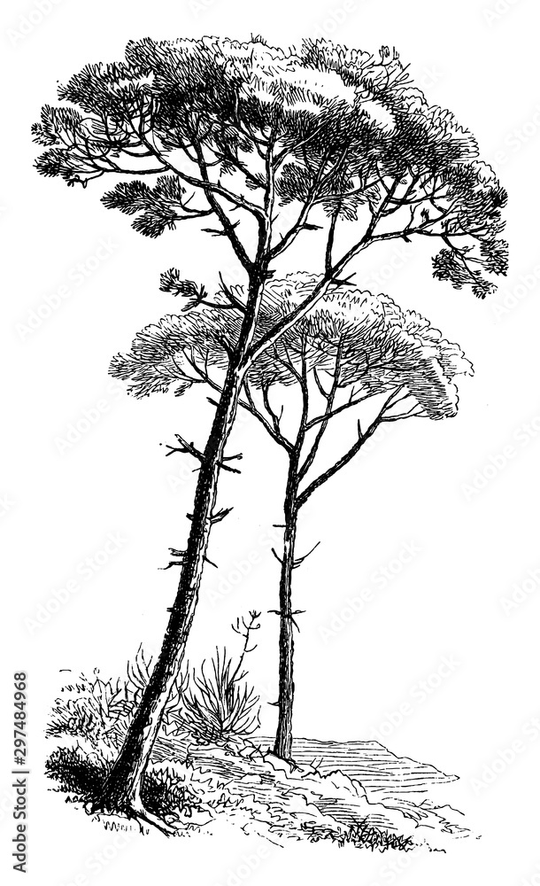 Wall mural stone pine vintage illustration. - Wall murals
