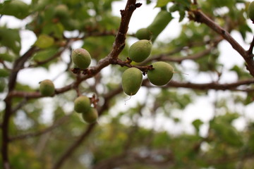 ripening spring fruit on a lush green apricot tree on an organic farm in rural New South Wales, Australia