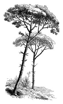 Stone Pine vintage illustration.