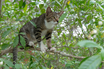 A striped Thai cat claiming the tree