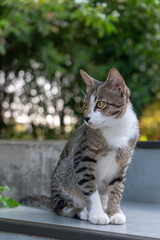 Portrait of striped Thai cat, close up cat looking