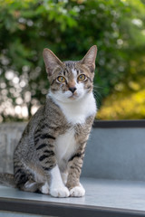 Portrait of striped Thai cat, close up cat looking