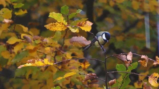 Great Tit (Parus major) in the autumn tree top shoot from window glass - (4K)