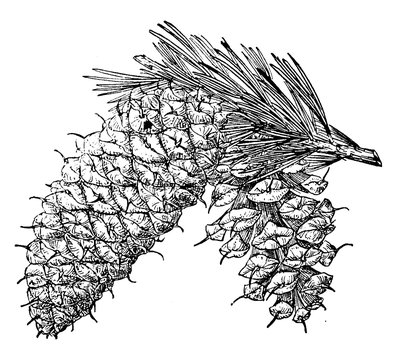 Pine Cone Of Pinus Aristata Vintage Illustration.