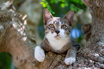 A striped Thai cat on the tree 