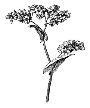 21 853 件の最適な 蕎麦 花 画像 ストック写真 ベクター Adobe Stock