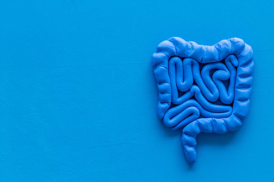Intestines health. Guts on blue background top view copy space