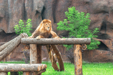 A young strong proud regal lion lies on top of a log structure and looks around at the zoo in an...