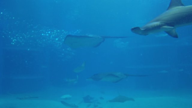 Slow Motion Shark Passes Frame Aquarium