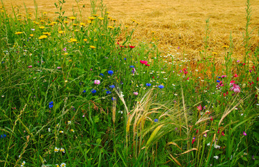 grünstreifen am getreidefeld