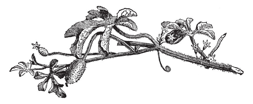Cucumis Anguria vintage illustration.