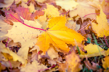 Autumn background-maple leaves fallen leaves lying on the grass 