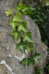 green ivy on a rock