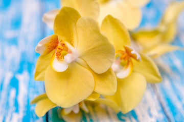 A branch of yellow orchids on a blue wooden background 