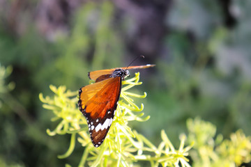 closeup Orange Black Marked Butterfly On Yellow Flower