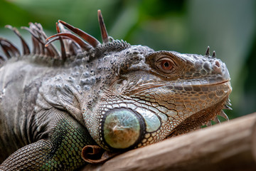 The head of a large adult iguana closeup. Large needles on the back. Eyes open. The mouth is closed. The green background is blurred.