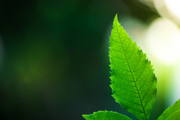 Close-up Green nature leaf landscape with copy spaces using as background and wallpapers, Nature green view of a leaf on greenery background in the garden.