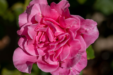 Pink Rose