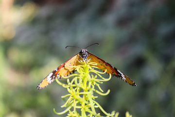 Portrait of closeup Orange Black Marked Butterfly On Yellow macro Flower animal