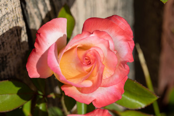 Pink White rose.