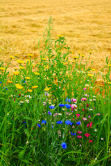 blühstreifen am getreidefeld
