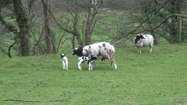 Zoom out of Jacob sheep lambs and ewes in a grass farm field in Cornwall, UK