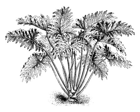 black and white plant drawing clip art preview