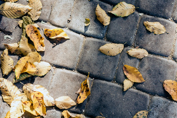 Dry yellow leaves on the sidewalk in autumn fall on a sunny day.