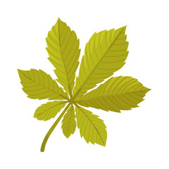 Chestnut leaf. Vector illustration on a white background.