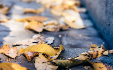 Dry yellow leaves on the sidewalk in autumn fall on a sunny day.