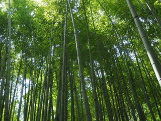 Obraz na płótnie Canvas bamboo in temple