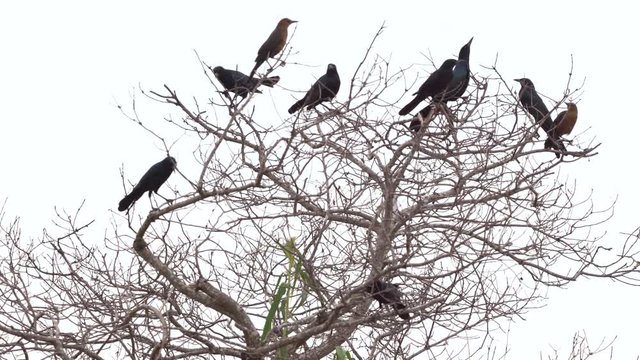 grackles and crows on tree flying away