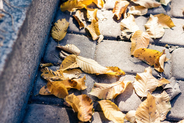 Dry yellow leaves on the sidewalk in autumn fall on a sunny day.