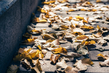 Dry yellow leaves on the sidewalk in autumn fall on a sunny day.