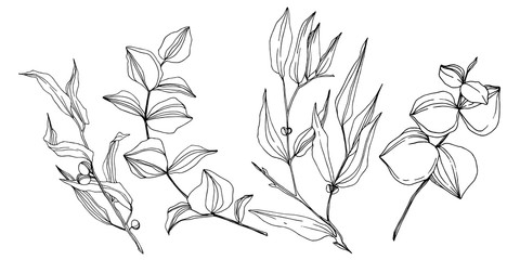 Vector Eucalyptus tree leaves. Black and white engraved ink art. Isolated eucalyptus illustration element. © yanushkov