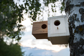 Wooden birdhouse on a tree. On a birch there is a house for a bird