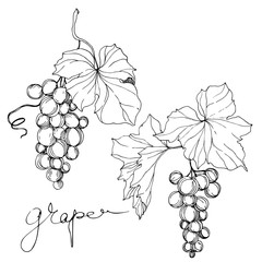 Vector Grape berry healthy food. Black and white engraved ink art. Isolated grape illustration element.