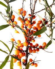Sea buckthorn berries on a branch