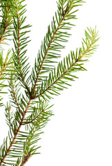 Green needles on a Christmas tree branch