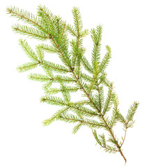 Green needles on a Christmas tree branch