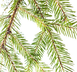 Naklejka premium Green needles on a Christmas tree branch