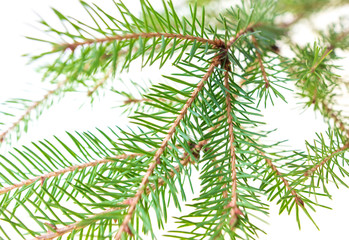 Green needles on a Christmas tree branch