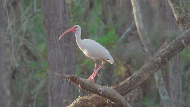 white ibis on tree flying away in cypress swamp