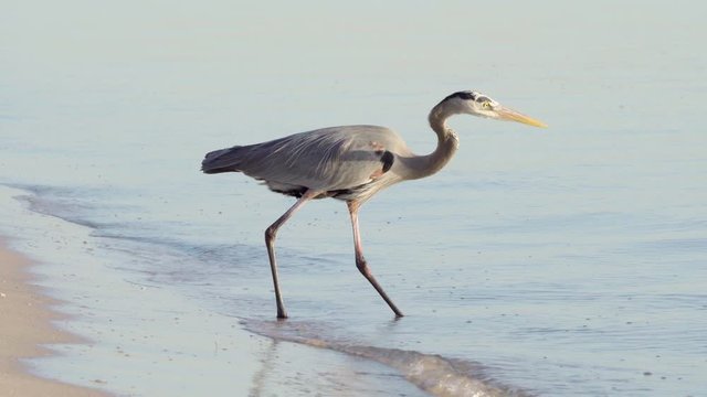 great blue heron hunting and fishing in water on beach