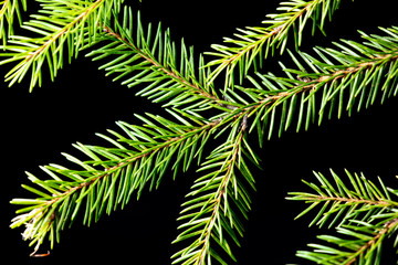 Green needles on a Christmas tree branch